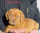 Dogue De Bordeaux Puppies for sale in Louisville, Kentucky. price: $500
