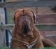 Dogue De Bordeaux Puppies for sale in Ripon, CA 95366, USA. price: $3,500