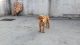 Dogue De Bordeaux Puppies for sale in Ahmednagar, Maharashtra 414001, India. price: 25000 INR