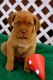 Dogue De Bordeaux Puppies for sale in Chicago, IL, USA. price: NA