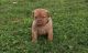 Dogue De Bordeaux Puppies for sale in Rockford, IL, USA. price: NA