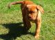 Dogue De Bordeaux Puppies for sale in Denver, CO, USA. price: NA
