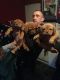 Dogue De Bordeaux Puppies for sale in Savannah, GA, USA. price: NA