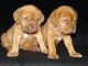 Dogue De Bordeaux Puppies for sale in Reno, NV, USA. price: NA