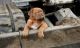 Dogue De Bordeaux Puppies for sale in Warner Robins, GA, USA. price: NA