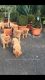 Beautiful Litter Of Dogue De Bordeaux's Puppies