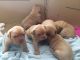 Only 1 Female Left!! Labradogue Pups