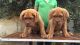 French Mastiff pups have arrived