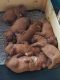 Dogue De Bordeaux Puppies for sale in Florence St, Denver, CO, USA. price: NA