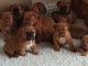 Dogue De Bordeaux Puppies for sale in Springfield, IL, USA. price: NA