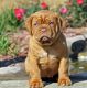 Dogue De Bordeaux Puppies for sale in Las Vegas, NV, USA. price: NA