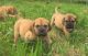 Dogue De Bordeaux Puppies for sale in Warrenton Way, Colorado Springs, CO 80922, USA. price: NA