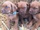 Dogue De Bordeaux Puppies for sale in Fort Morgan, CO, USA. price: NA