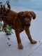 Dogue De Bordeaux Puppies for sale in 6220 4th Ave N, St. Petersburg, FL 33710, USA. price: $500
