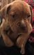 Dogue De Bordeaux Puppies for sale in South Holland, IL, USA. price: NA