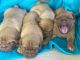 Dogue De Bordeaux Puppies for sale in Aurora, IL 60506, USA. price: NA