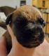 Dogue De Bordeaux Puppies for sale in Pueblo, CO, USA. price: NA