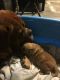 Dogue De Bordeaux Puppies for sale in Clearwater, FL, USA. price: NA