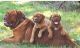 Dogue De Bordeaux Puppies for sale in 105 Coffee Rd, Harrisburg, IL 62946, USA. price: NA