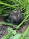 Domestic Longhaired Cat Cats for sale in 675 Water St, Ephrata, PA 17522, USA. price: $20