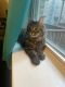 Domestic Longhaired Cat Cats for sale in Chicago, IL, USA. price: $50