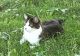 Domestic Longhaired Cat Cats for sale in Glendale, AZ, USA. price: NA