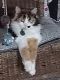 Domestic Longhaired Cat Cats for sale in Cleveland, Ohio. price: $125