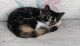 Domestic Mediumhair Cats for sale in Lake Worth, FL, USA. price: NA
