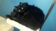 Domestic Mediumhair Cats for sale in Dana Point, CA, USA. price: NA