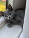 Domestic Mediumhair Cats for sale in Winchester, VA 22601, USA. price: $20