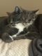 Domestic Mediumhair Cats for sale in Bend, OR, USA. price: NA