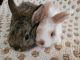 Domestic rabbit Rabbits for sale in Walnut, CA, USA. price: $50