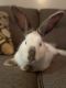 Domestic rabbit Rabbits for sale in Sacramento, CA, USA. price: NA