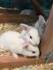 Domestic rabbit Rabbits for sale in Truckee, CA 96161, USA. price: $20
