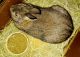 Domestic rabbit Rabbits for sale in Wasilla, AK 99654, USA. price: NA