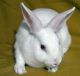 Domestic rabbit Rabbits for sale in North Augusta, SC, USA. price: NA