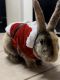 Domestic rabbit Rabbits for sale in Sugarland, Texas. price: $100