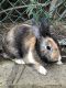 Domestic rabbit Rabbits for sale in Anaheim Hills, Anaheim, CA, USA. price: $40