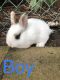 Domestic rabbit Rabbits for sale in Anaheim Hills, Anaheim, CA, USA. price: $40