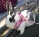 Domestic rabbit Rabbits for sale in 329 E 36th St, Los Angeles, CA 90011, USA. price: $50
