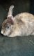 Domestic rabbit Rabbits for sale in Dallas, TX, USA. price: NA