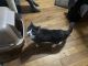 Domestic Shorthaired Cat Cats for sale in Huntsville, AL, USA. price: NA