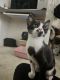 Domestic Shorthaired Cat Cats for sale in Owings Mills, MD, USA. price: $20