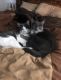 Domestic Shorthaired Cat Cats for sale in Hesperia, CA 92344, USA. price: NA