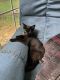 Domestic Shorthaired Cat Cats for sale in Huntsville, AL, USA. price: $30