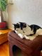 Domestic Shorthaired Cat Cats for sale in Sindelfingen, Germany. price: 200 EUR