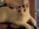 Domestic Shorthaired Cat Cats for sale in Roseville, MI 48066, USA. price: $80