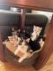 Domestic Shorthaired Cat Cats for sale in Farmington, Connecticut. price: $300
