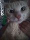 Domestic Shorthaired Cat Cats for sale in Biltmore Lake, NC 28715, USA. price: $34