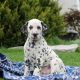 Dorgi Puppies for sale in Campus Drive, Stanford, CA 94305, USA. price: NA